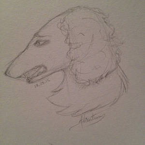 Borzoi