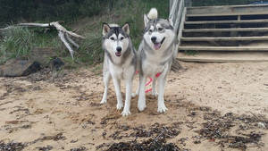 huskies