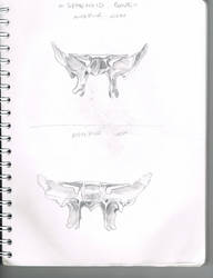 sphenoid ii