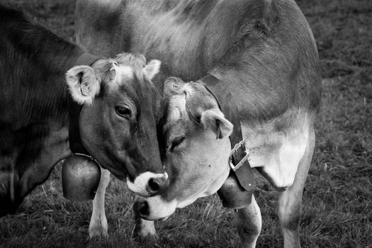 Cow Love