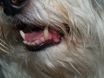 Poppy's teeth.