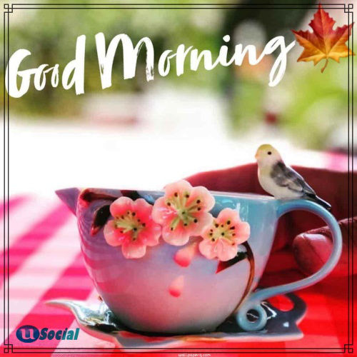 Good Morning Images Hd Download 2019 By Mohdparvez724 On Deviantart
