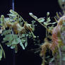 Leafy Sea Dragons