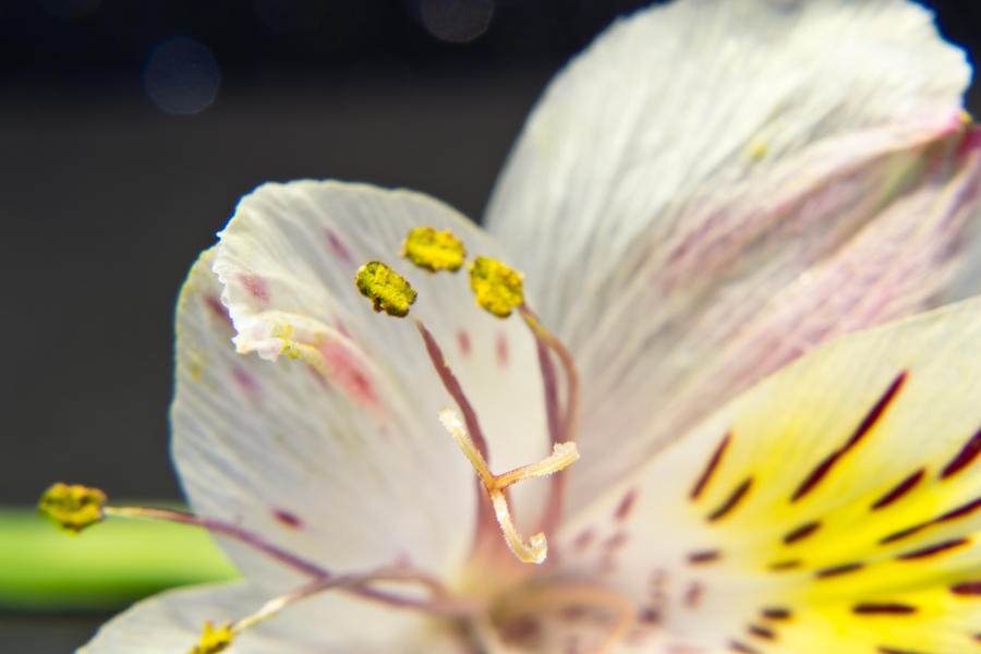 Alstroemeria Flower 3