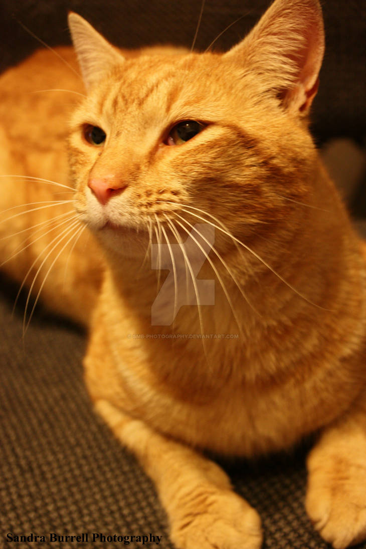 Simba : Strikes A Pose by SMB-Photography on DeviantArt
