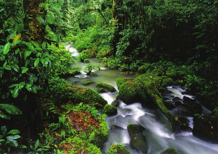 Rainforest in Costa Rica