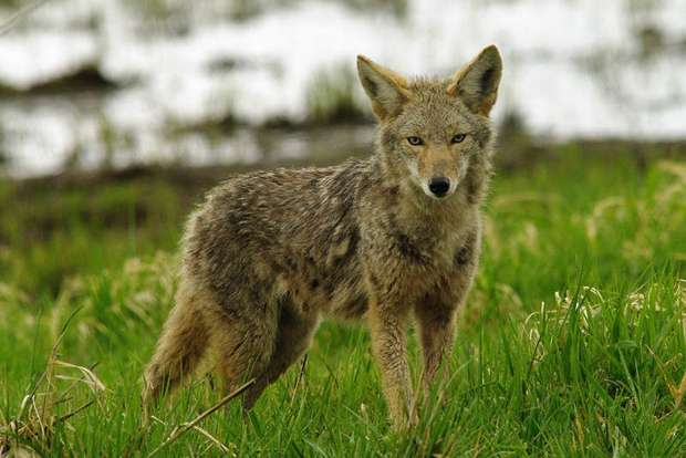 Coyote Lookin for Food