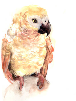 African Grey Parrot - Topanga