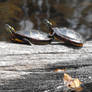 turtles on a log