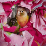 Fluffy Birdy Perch by QuantumSeraphim