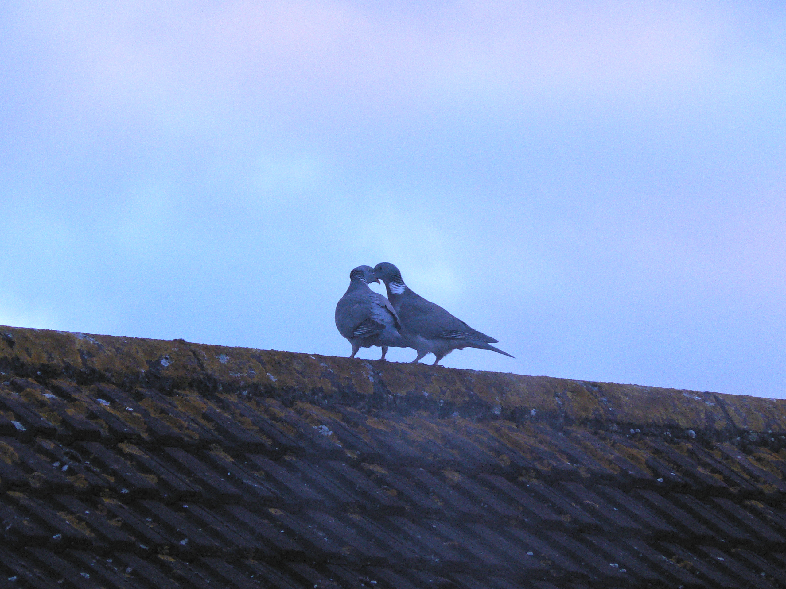 Affection of the Pigeon