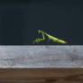 Praying Mantis