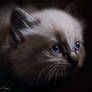 Cats on box II