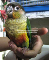 My Conure - Wasabi