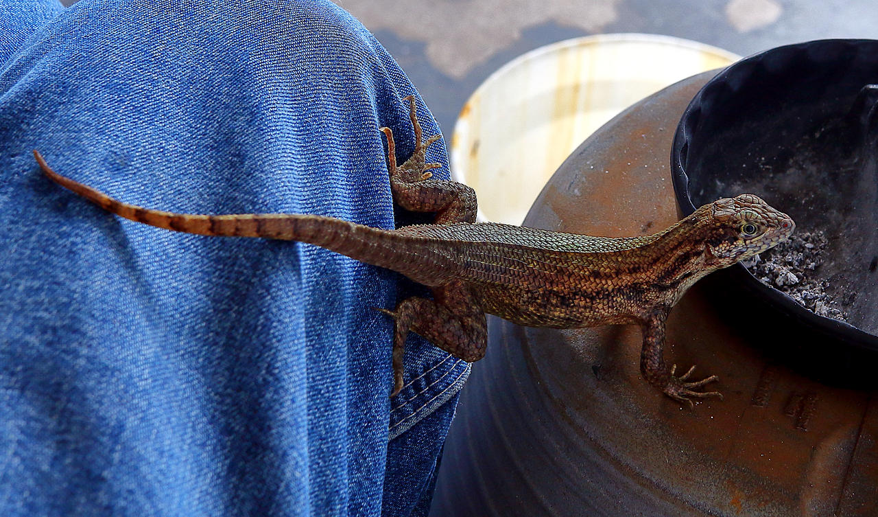 Water bucket Cuban Curly Tail Lizard, Leiocephalus by