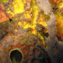 Super young HoneyComb Cow Fish