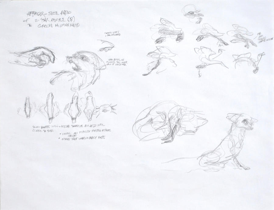 Fox Video Deviantart Fox video sketches by LiamGarner on DeviantArt