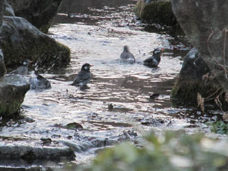 Bathing at Dawn