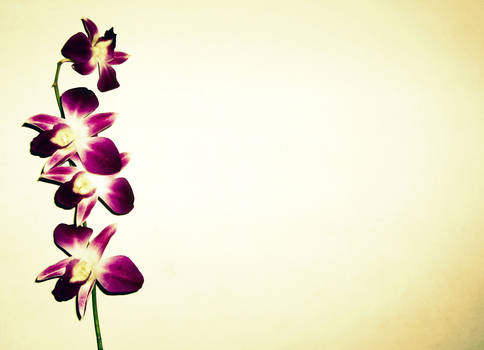 Orchid 1 bg