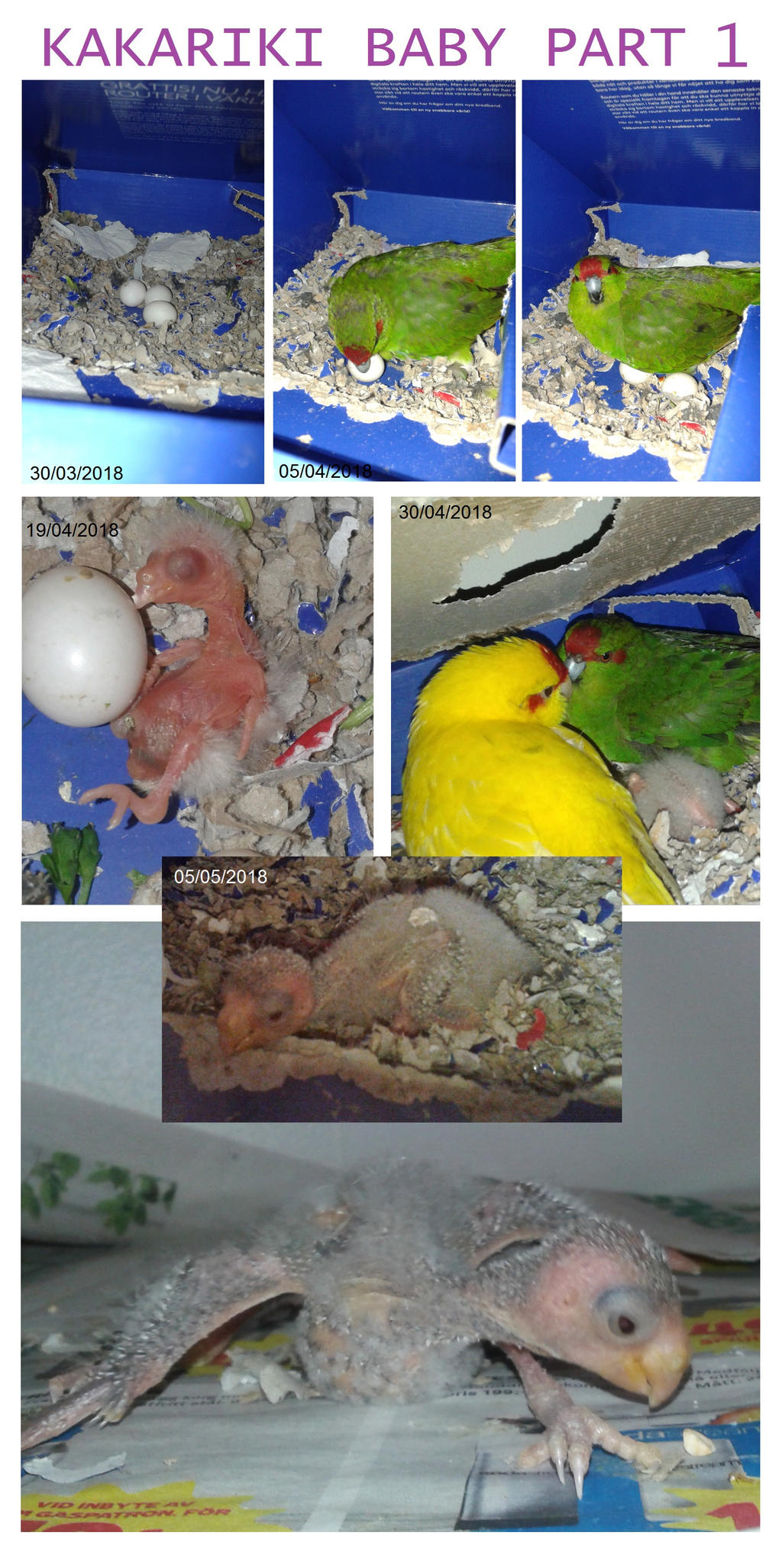 Kakariki baby part 1 by satanen