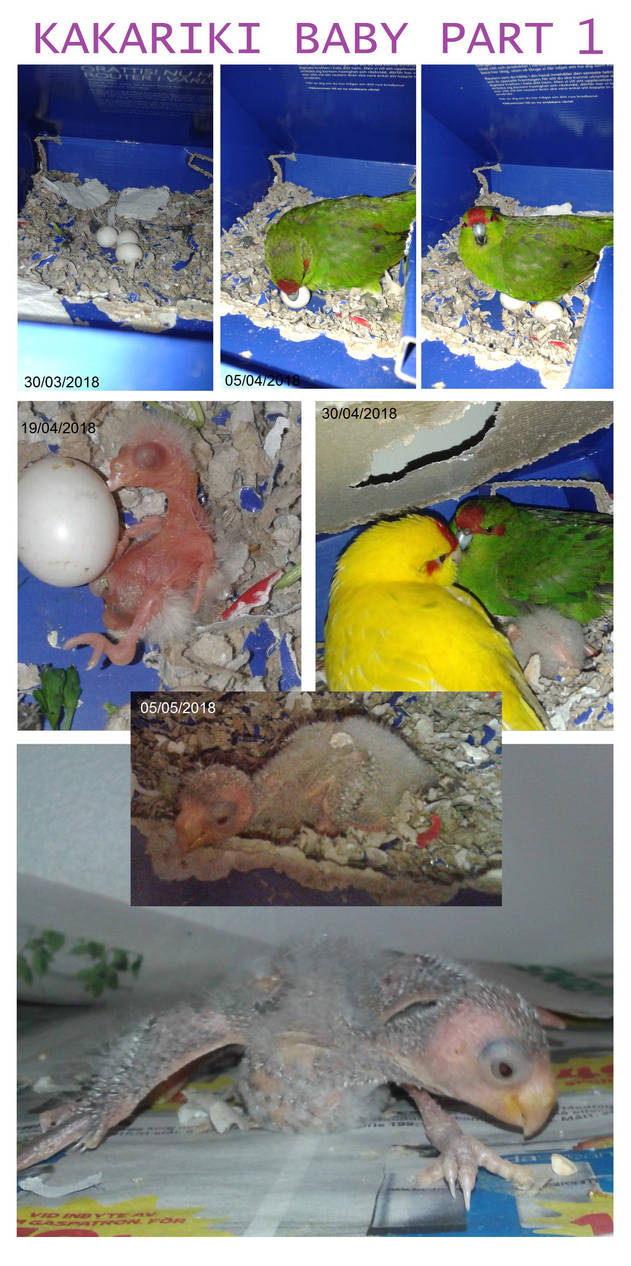 Kakariki baby part 1 by satanen
