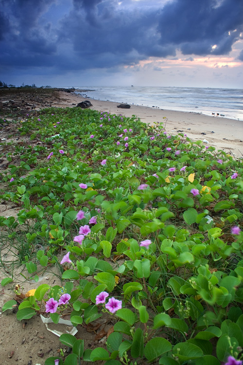 Beach Vegetation