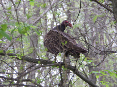 Mysterious Forest Bird.