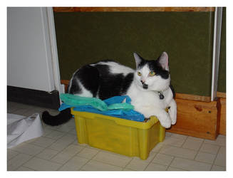 My Cat on a Peg Box
