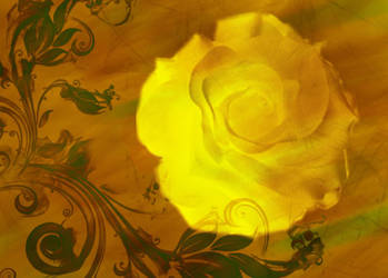 Yellow Rose