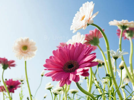 Sky and Flowers