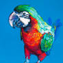 Beautiful parrot on a blue background.