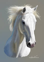 White Horse Portrait