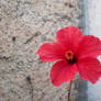 red flower