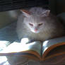 Kitty and the book