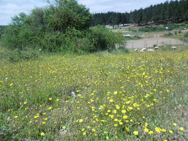 Flower field 3