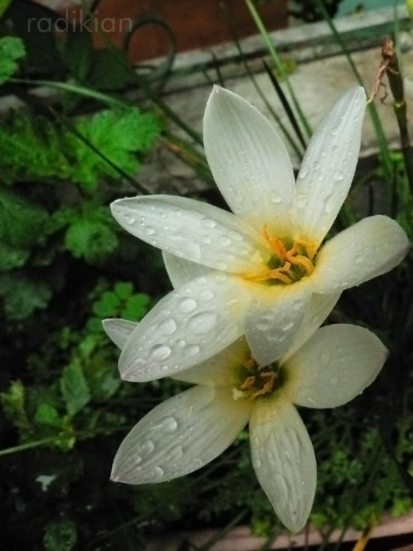 yet more flowers...