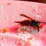 wasp in pink