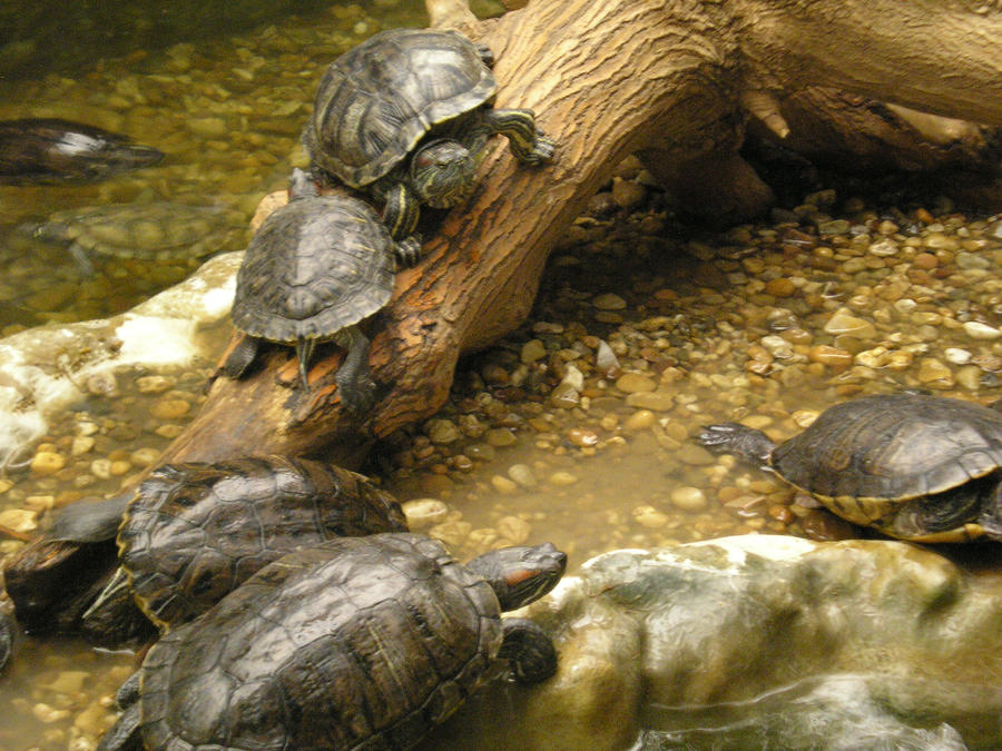 All the turtles by PhotographerKat on DeviantArt