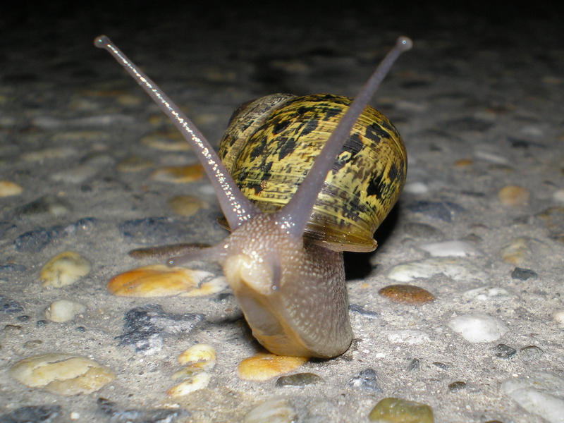 Snail Cam by PhotographerKat on DeviantArt
