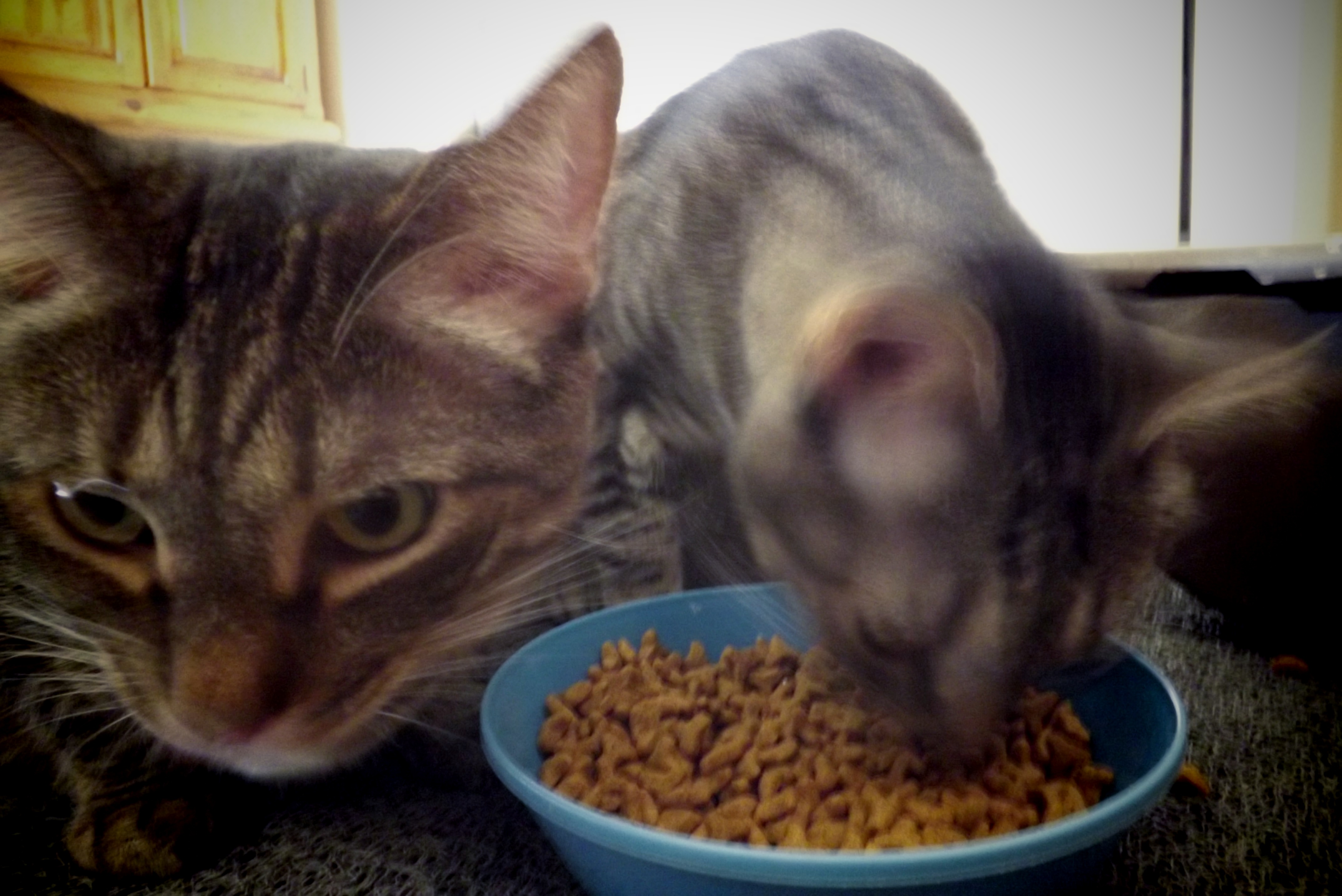 Tony and Rajah Eating Time