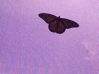Butterfly!!