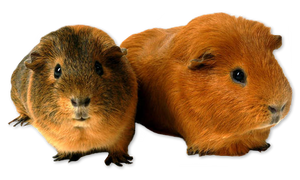 2 Guinea Pig Png #002