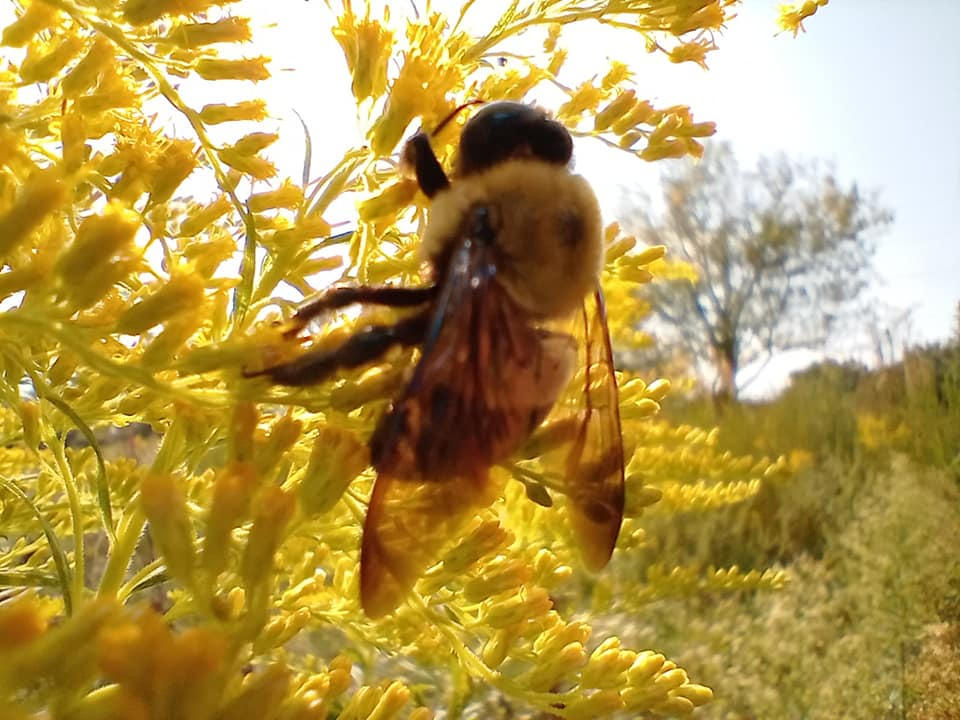 Fall Summer Bee Late Summer Bee Quest by IggyHazard on DeviantArt