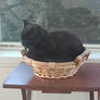 Loafing in a Basket