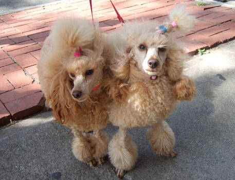 Poodles