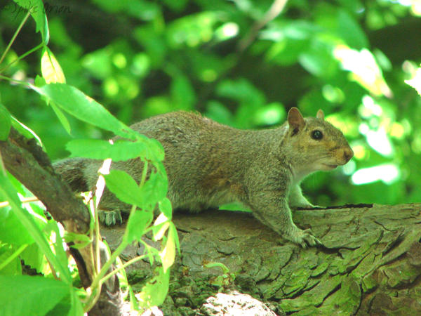 Mister Squeek Again