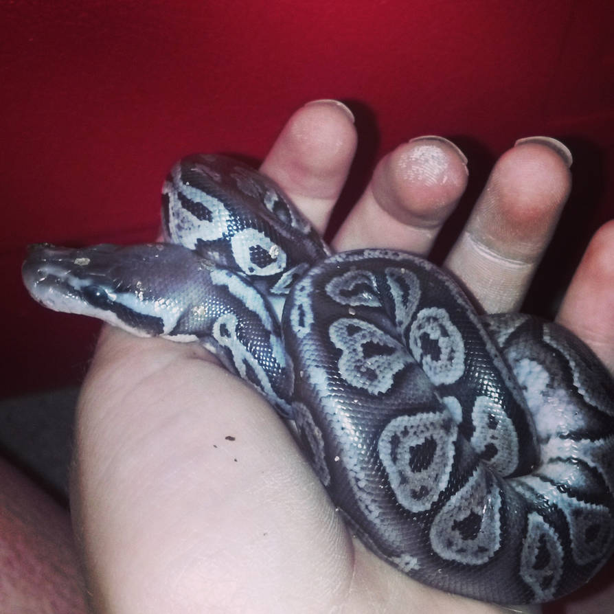 Black Python Morp Black Pewter Ball Python Morph by thegraphitebender on DeviantArt