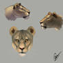 Lion Study