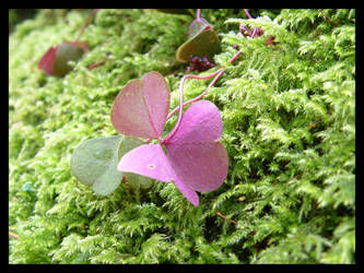 Pink plant