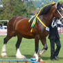 Shire Horse Stock